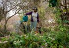 BAMIN lança projeto ‘Nossa Flora Frutificando’ com livro e exposição sobre riquezas naturais do Alto Sertão Baiano