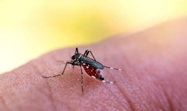 Caetité: Dia D contra Dengue acontece nesta quinta e sexta-feira no Nossa Senhora da Paz