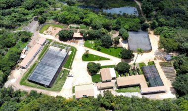BAMIN inaugura Centro Veterinário em área de proteção ambiental e realiza primeira cirurgia ortopédica em coruja nativa da região