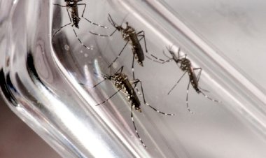 Sesab confirma duas mortes por dengue nos municípios de Caetité e Jacaraci