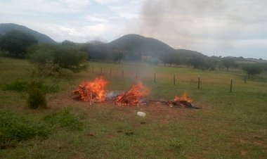 Município de Guanambi confirma caso de raiva bovina e orienta criadores sobre cuidados