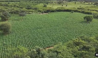 Aperte o play: Polícia Militar apreende 70 mil pés de maconha em Carinhanha