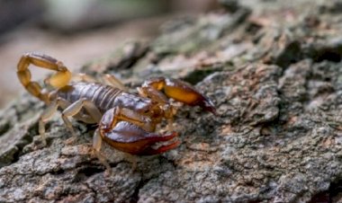 Região Sudoeste da Bahia registra mais de 3.600 acidentes com escorpião em 2025; saiba o que fazer em caso de picada