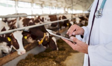 Projeto determina que os cursos de medicina veterinária sejam presenciais