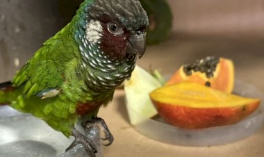 CETRAS BAMIN resgata e reabilita ave que ganhará um novo lar em Foz do Iguaçu