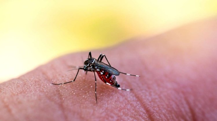 Caetité: Dia D contra Dengue acontece nesta quinta e sexta-feira no Nossa Senhora da Paz