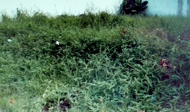Projeto de Lei torna obrigatória a limpeza e manutenção dos terrenos baldios em Caetité