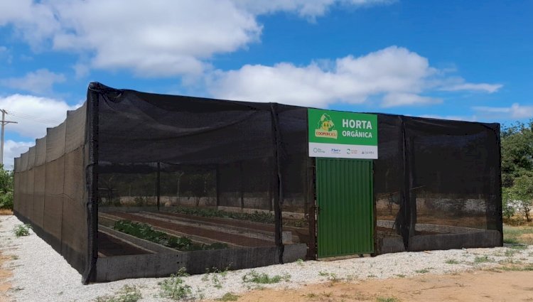 Coleta seletiva em Caetité produz mais de 2 toneladas de adubo natural e mantém colheita sustentável em horta 100% orgânica