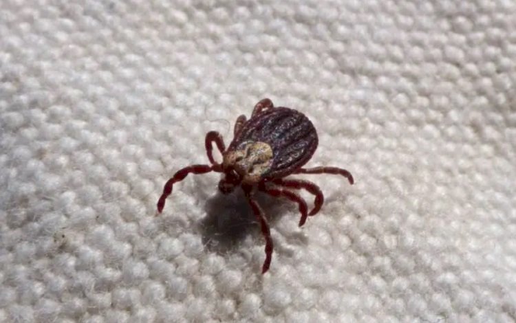 Saiba como evitar contato com o carrapato que causa a febre maculosa
