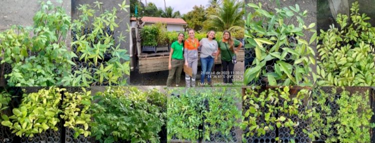 BAMIN realiza doação de mudas de árvores nativas da Mata Atlântica para iniciativas de recomposição ambiental em Itapetinga