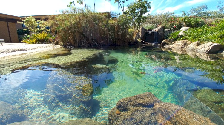 O que são piscinas biológicas e como elas se tornaram febre no Brasil?