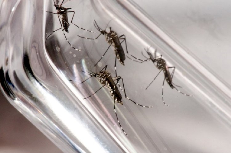 Sesab confirma duas mortes por dengue nos municípios de Caetité e Jacaraci
