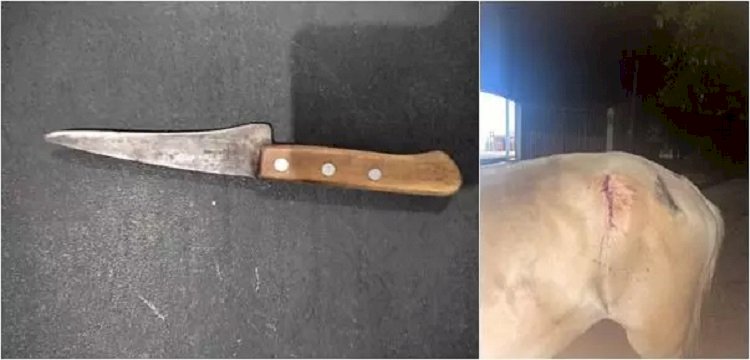 PM conduz homem por ameaça e agressão na zona rural de Caetité; cavalo foi atingido com faca