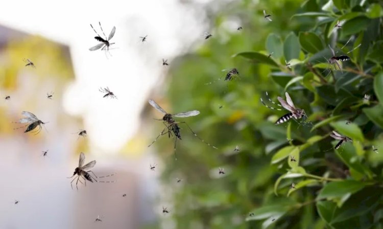 Sobe para 43 o número de mortos pela dengue na Bahia
