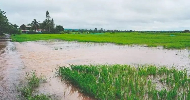 Não faltará arroz no Brasil, mas restrições em vendas podem impactar em alta de preços, diz presidente da Faeb