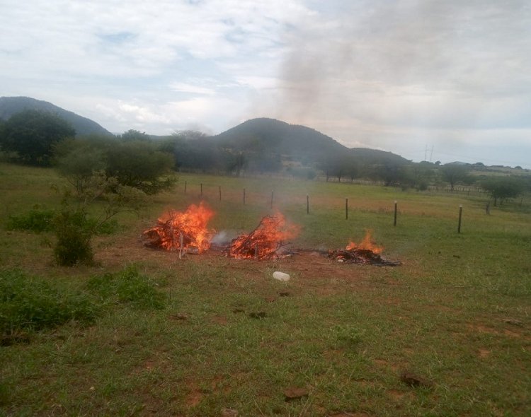 Município de Guanambi confirma caso de raiva bovina e orienta criadores sobre cuidados