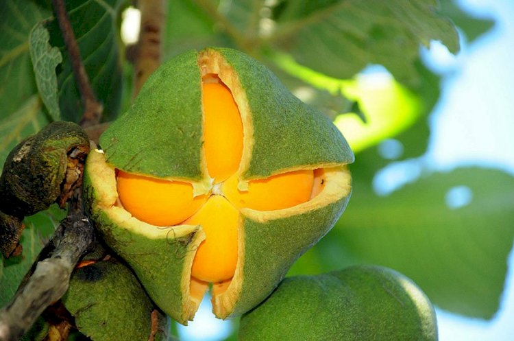 Lei institui política de valorização do pequi e outros frutos do Cerrado