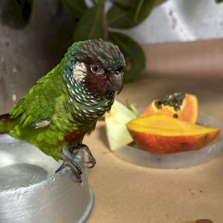 CETRAS BAMIN resgata e reabilita ave que ganhará um novo lar em Foz do Iguaçu